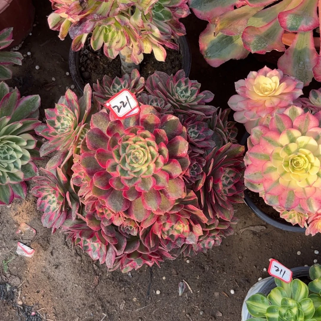 221多肉植物赤子心