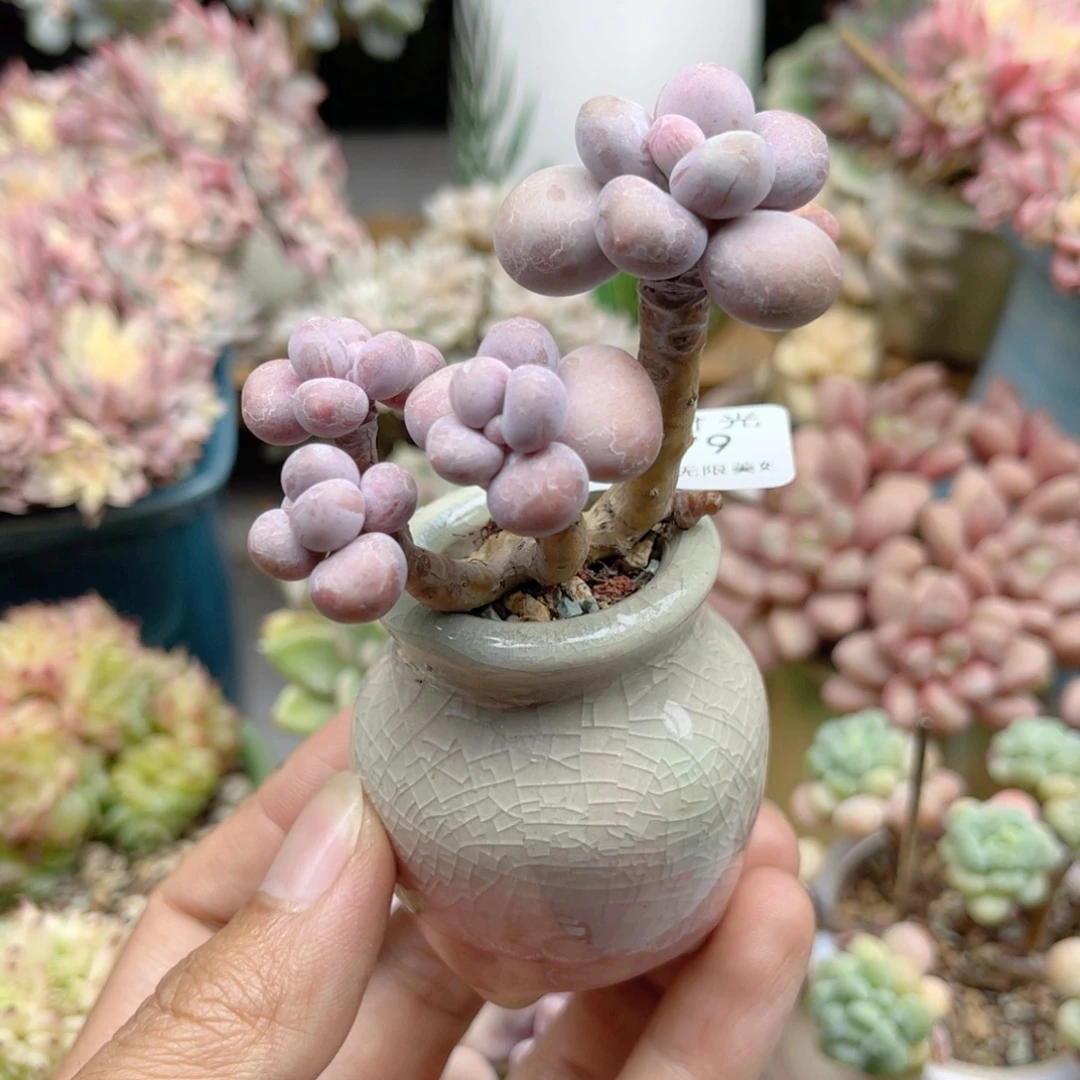 579 腰子蛋 带陶瓷盆发货 满28包邮