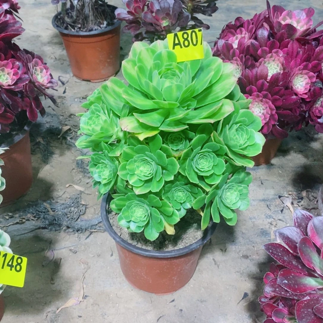 翡翠琉璃多肉法师807