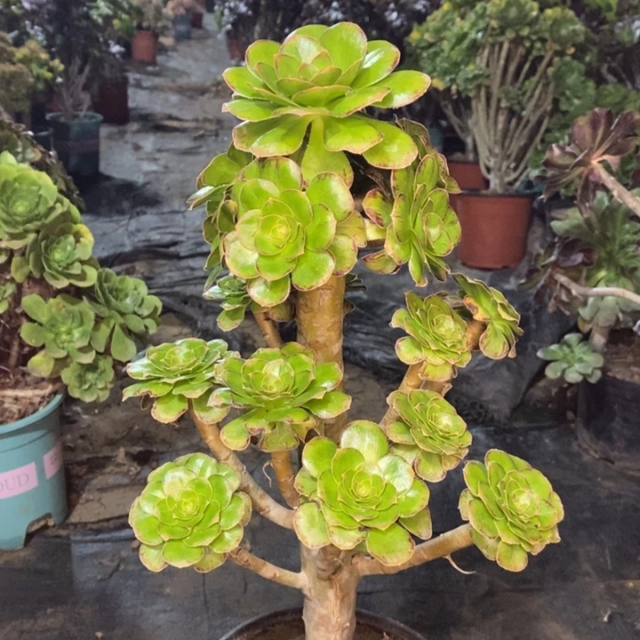 ｖ锦多肉植物23。