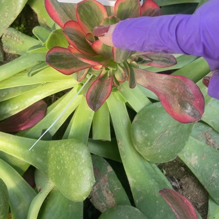 1688嫁接美金玫瑰锦三号棚