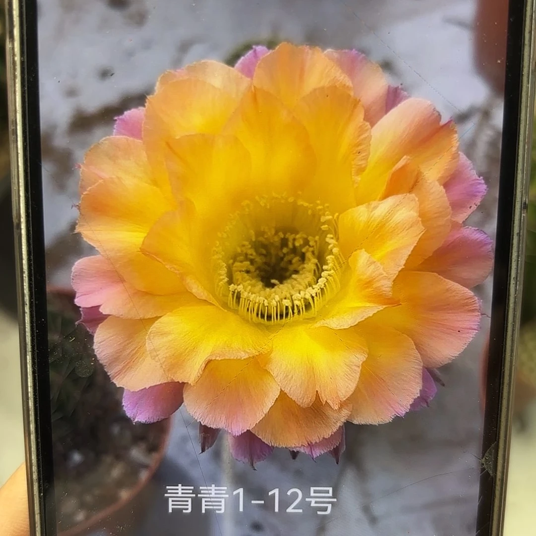 彩草1-12号7公分微瑕