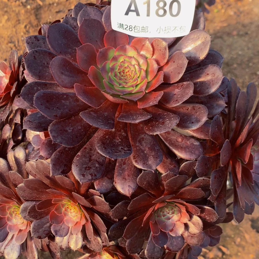 【闪购商品】?*?180黑铜壶多肉