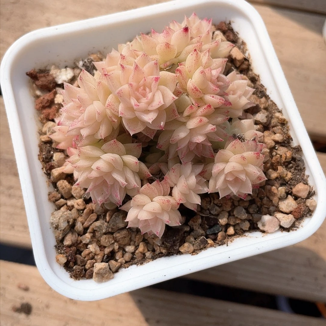 爱****蚁优选麦秆精品8210