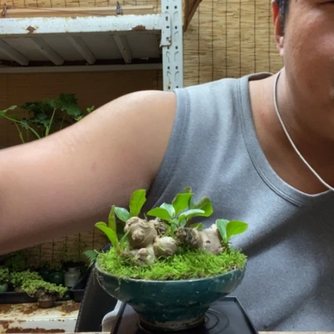 红陶一物一拍所见即所得253