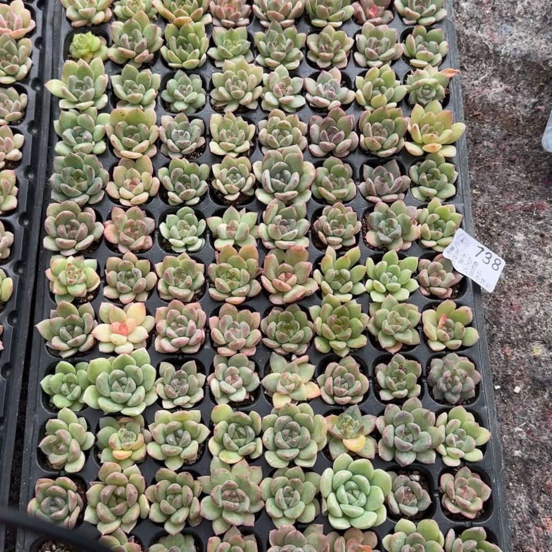 如图738麦芽糖播种穴盘一盘
