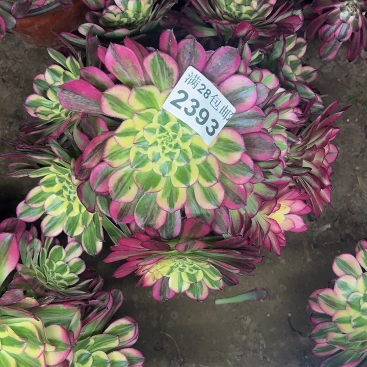 2393天和多肉植物