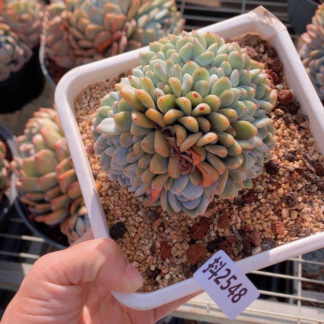 2548缀上不到自己家