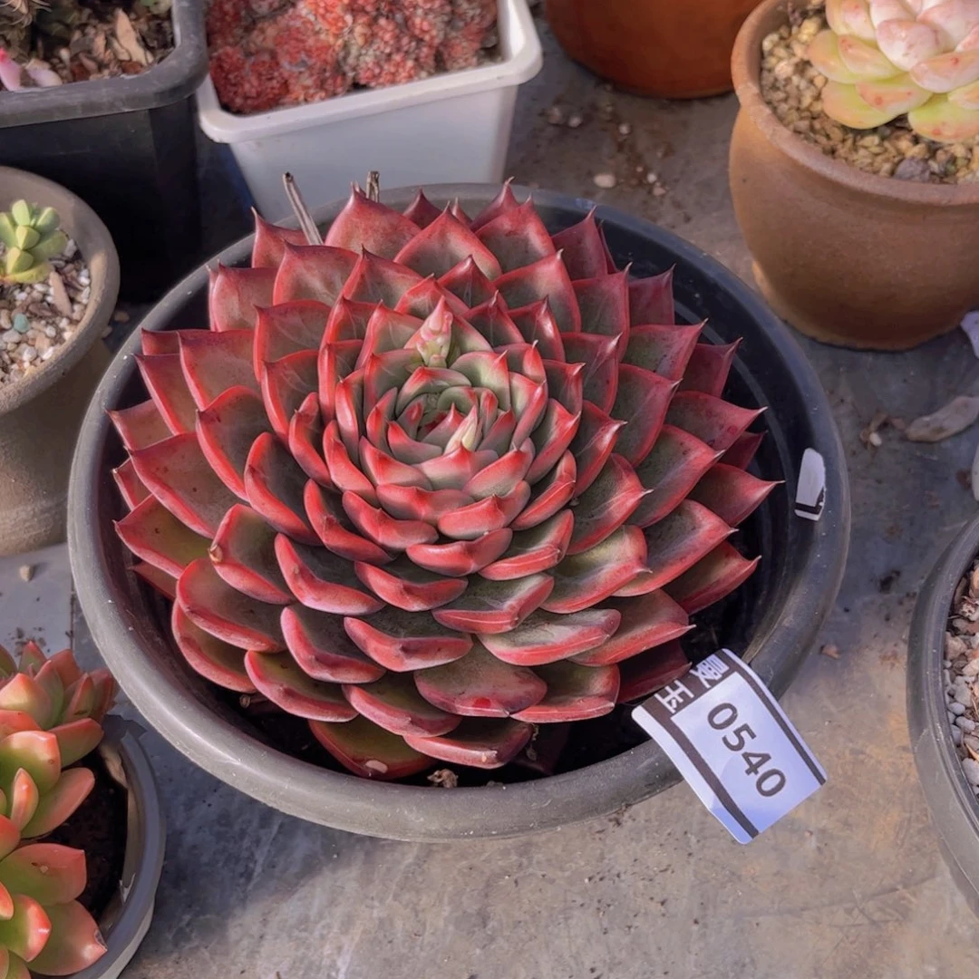 篝火多肉植物0540