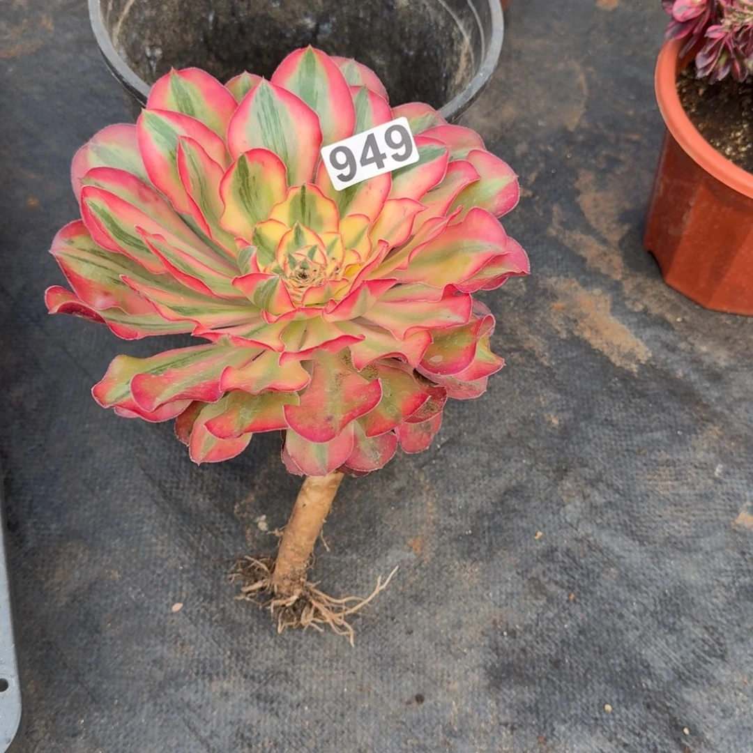 949多肉植物爱丽丝有砍特价