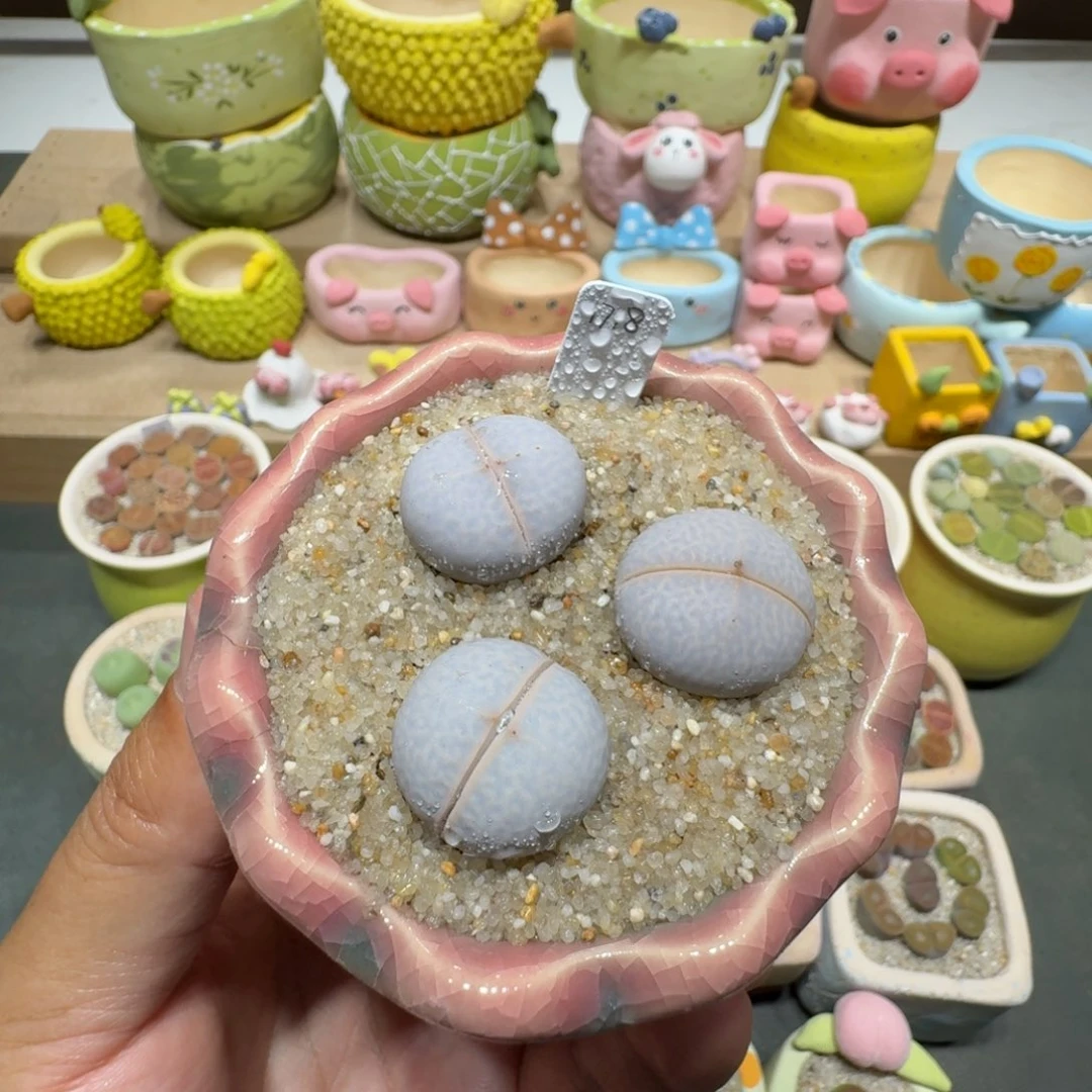 蘑菇203高尔夫高尔夫