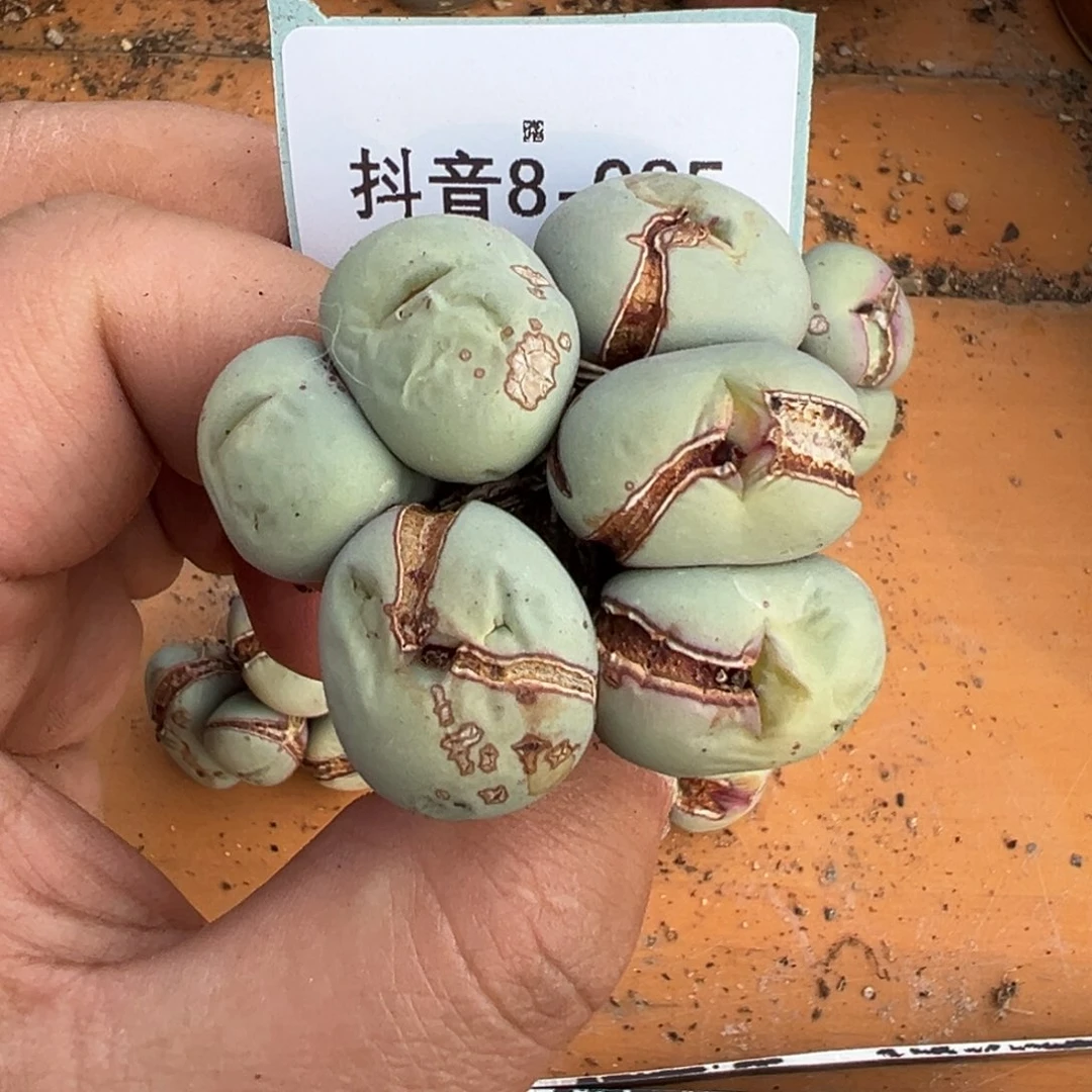 远*方8-85肉锥多肉植物