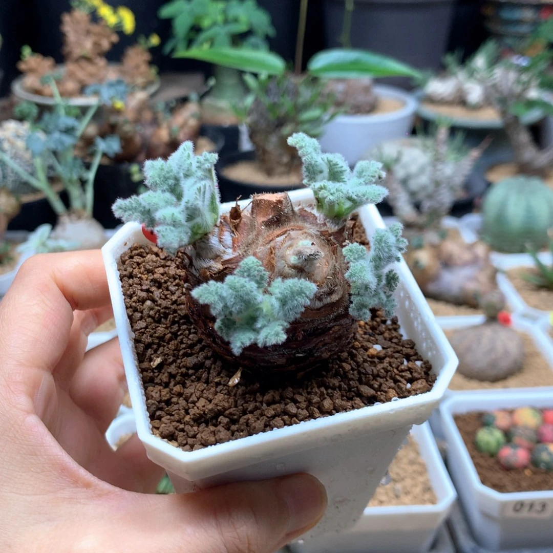 羽叶杨葵母本带盆19