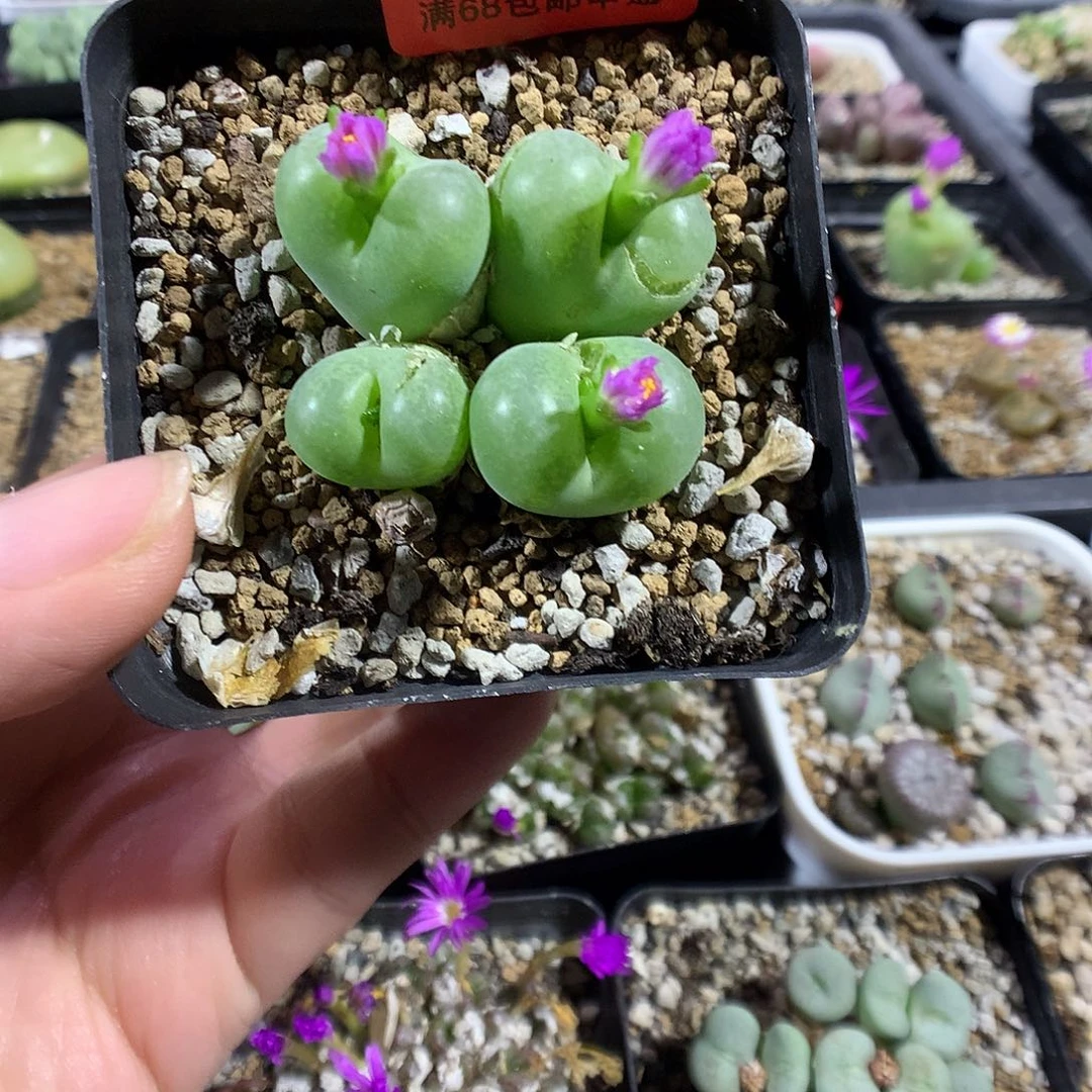 9-7-43 炸裂翠光一群 40