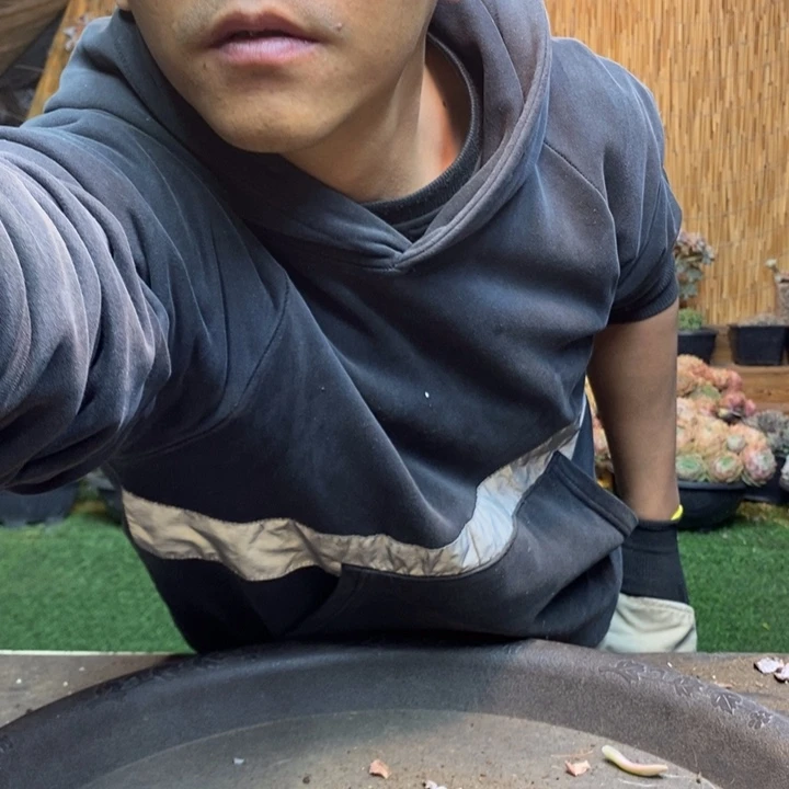 小***子235号淡雪锦多肉植物