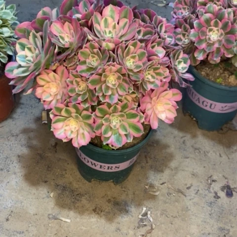 粉女巫29多肉植物法师