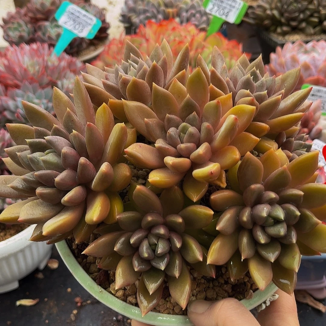 2783红象牙多肉植物