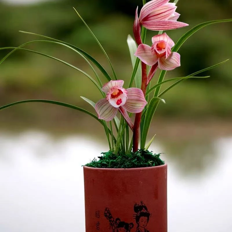 矮种兰花春兰红荷兰花苗红花荷瓣建兰四季兰中东红荷浓香花卉绿植