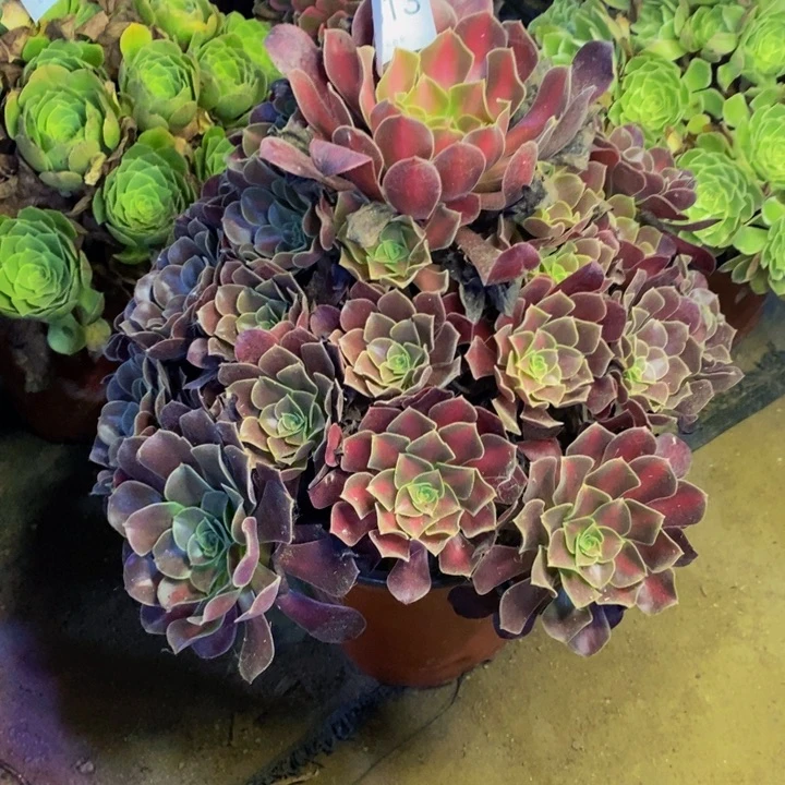 花娜锦多肉断头不包3613