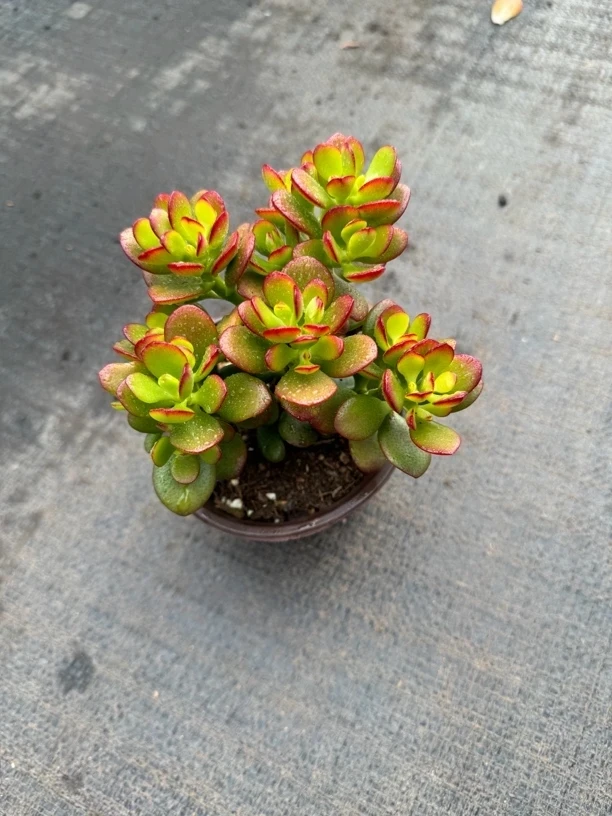 随送三颗肉。福袋