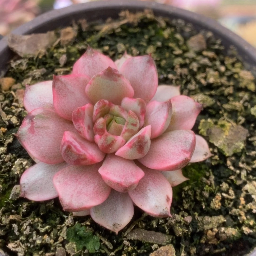 618血燕锦锦锦锦锦锦