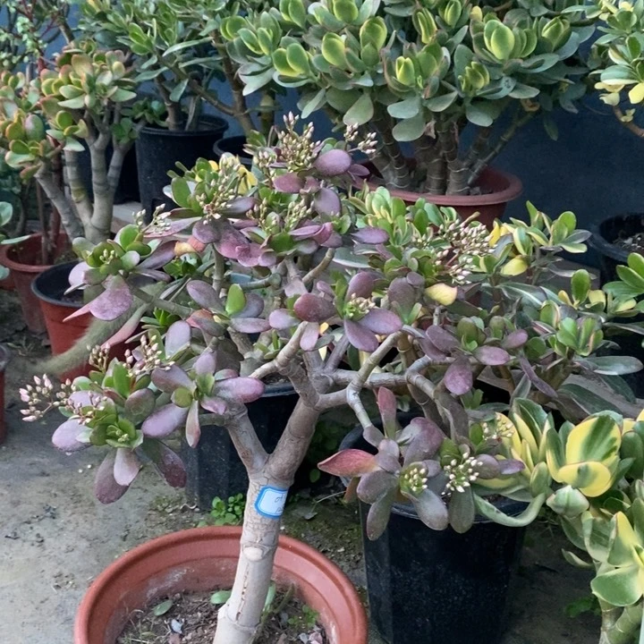 韩国紫叶玉树一物一拍