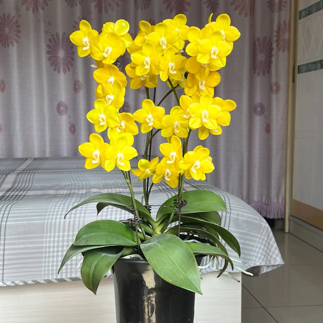 蝴蝶兰吉祥如意室内盆栽水晶兰鲜花绿植客厅绿植盆栽蝴蝶兰盆栽