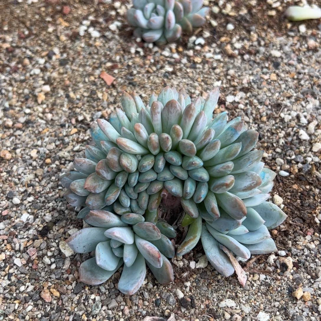 4号的的的的的的的的