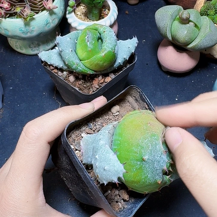 元宝芦荟裸根一颗福利