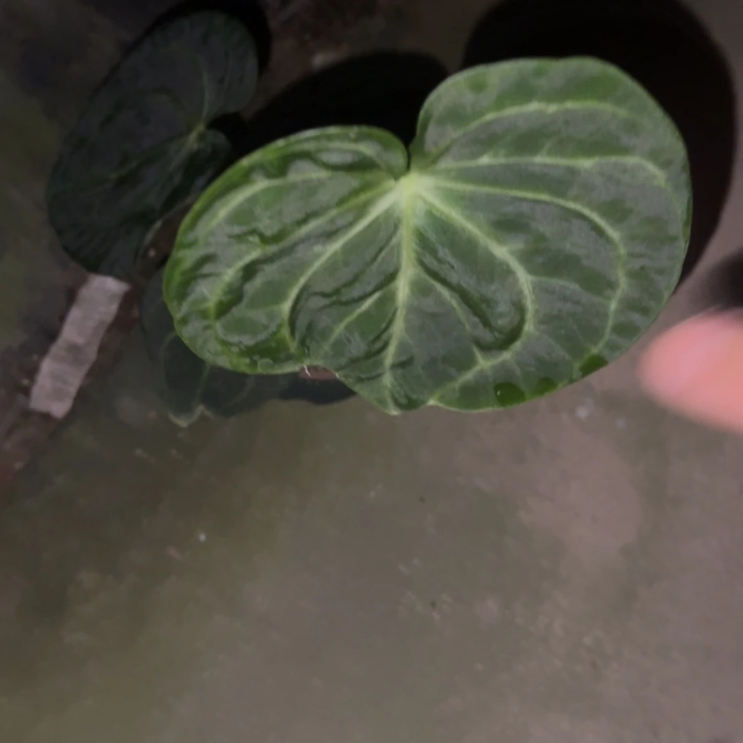 无花朵克莱恩花烛