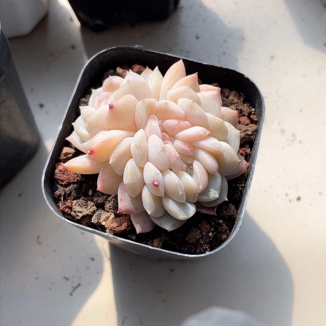 优选龙头糖心缀化658
