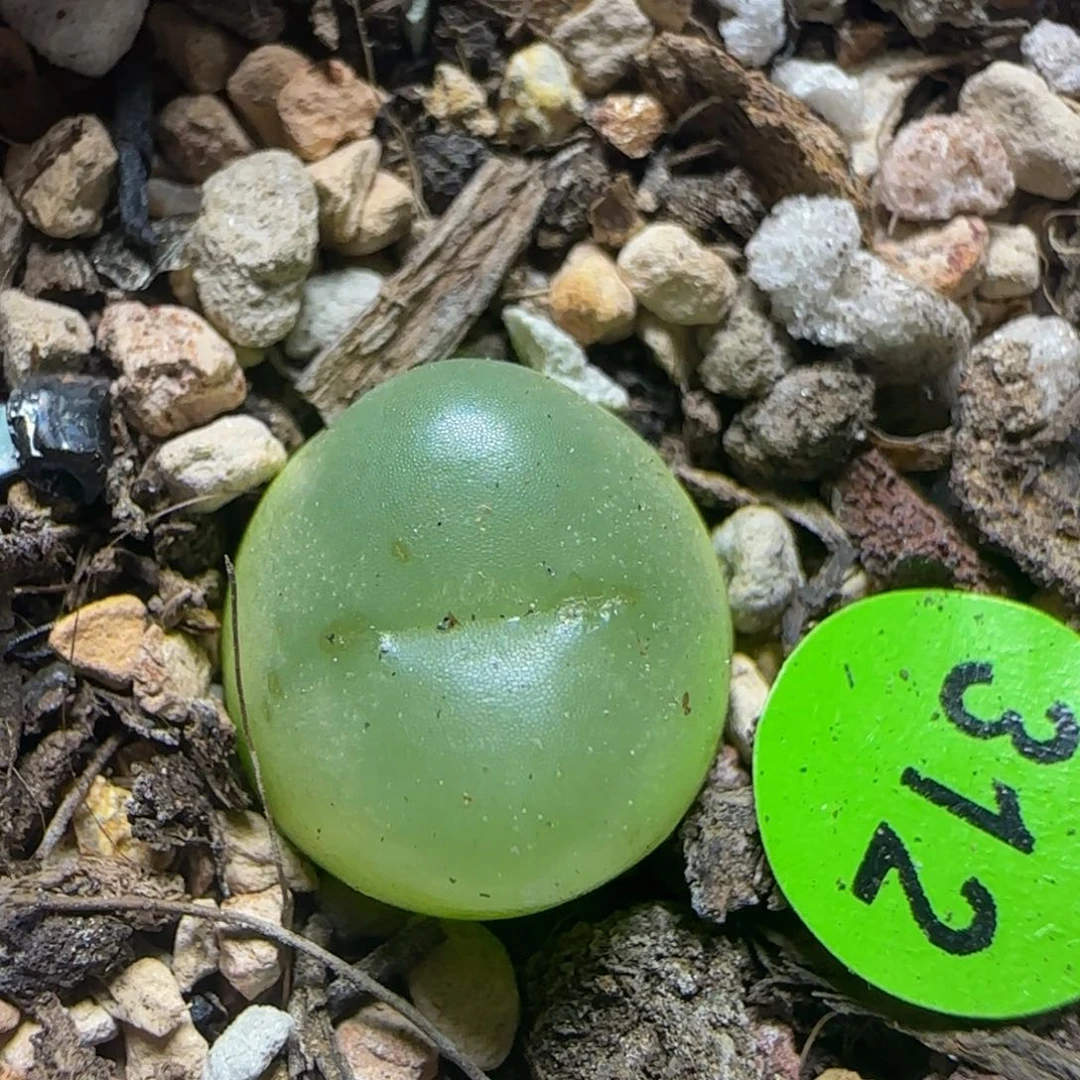 拉登1.3多肉植物312