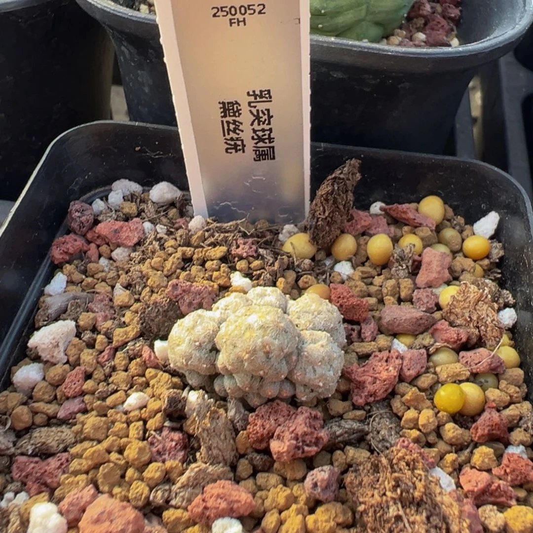 52实生根黛丝you2cm多肉植物带盆土