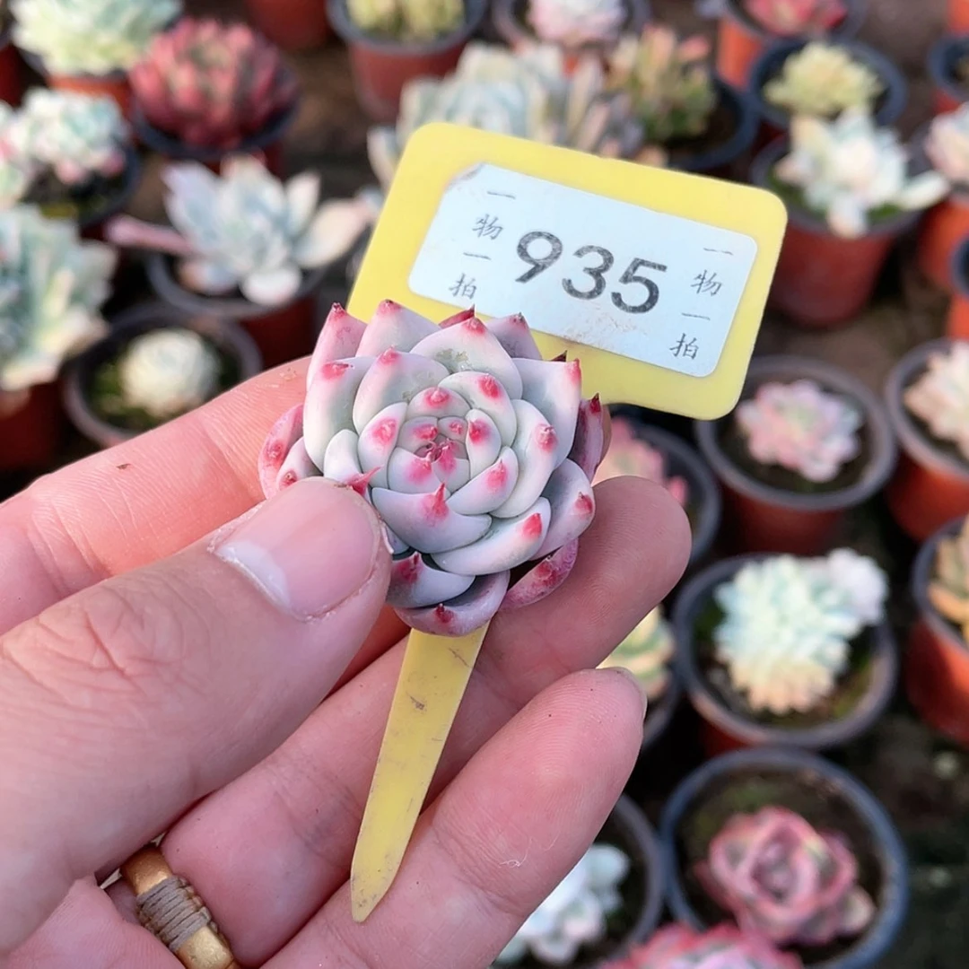 【闪购商品】不*名935号