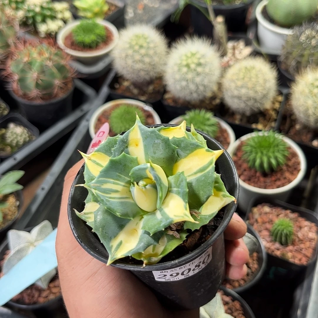 血***族29080一物一拍单头发货