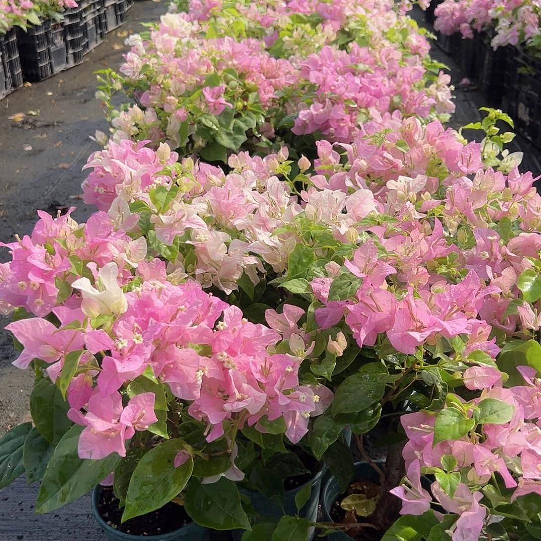 当前无花栽培后可以开花广红英掌中宝一颗