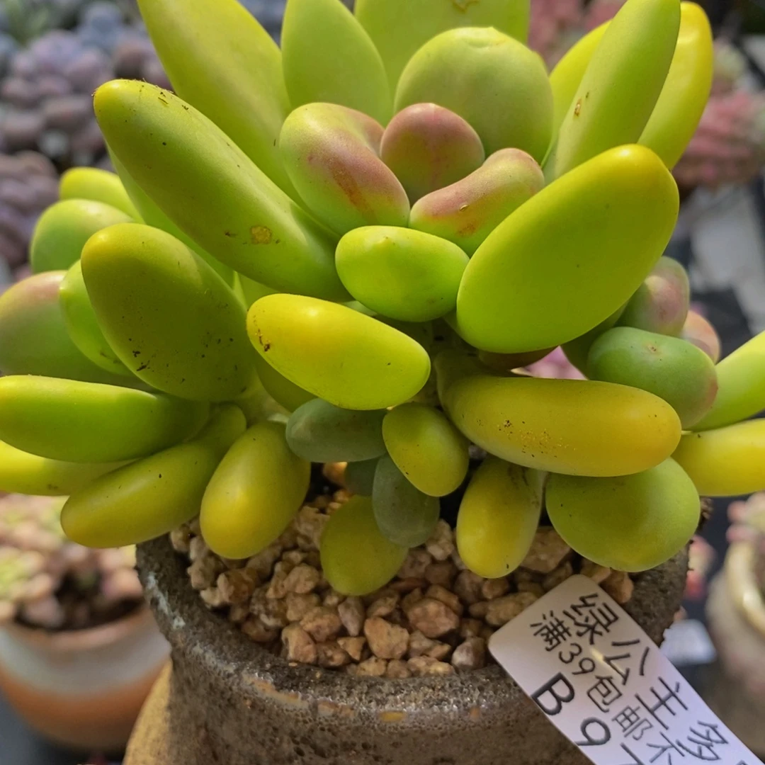971芒果奶12cm多肉