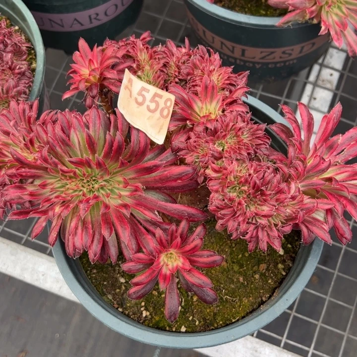 558朱雀缀20厘米左右