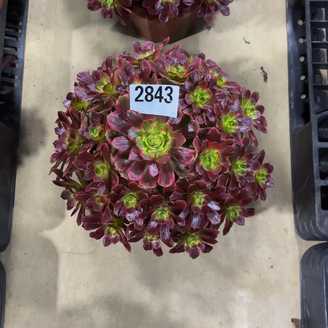 无花朵2843安娜1111111