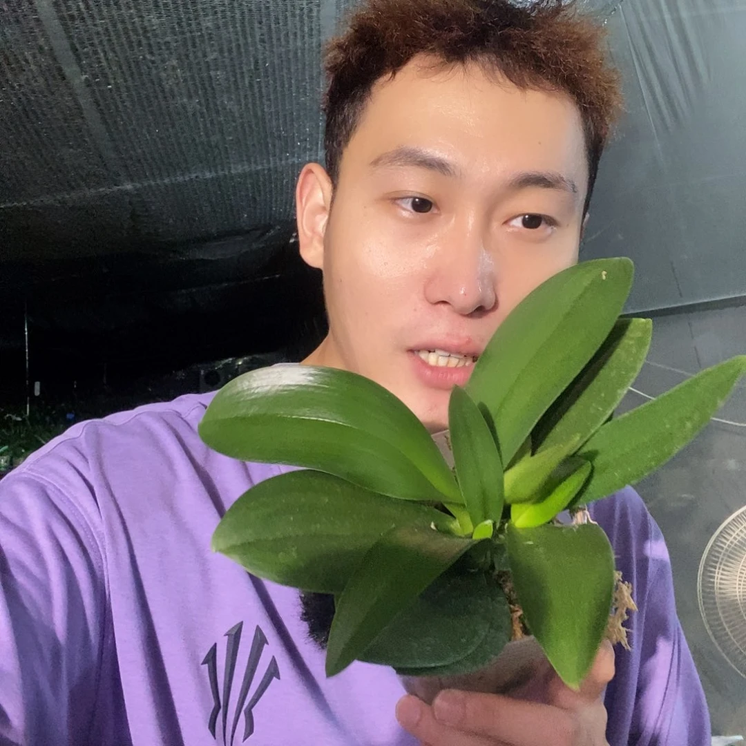 无花朵洛桑蝴蝶兰