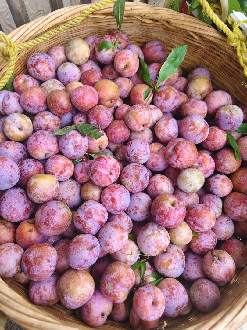 正宗钱排红心三华李新鲜现摘当季水果酸脆爽口