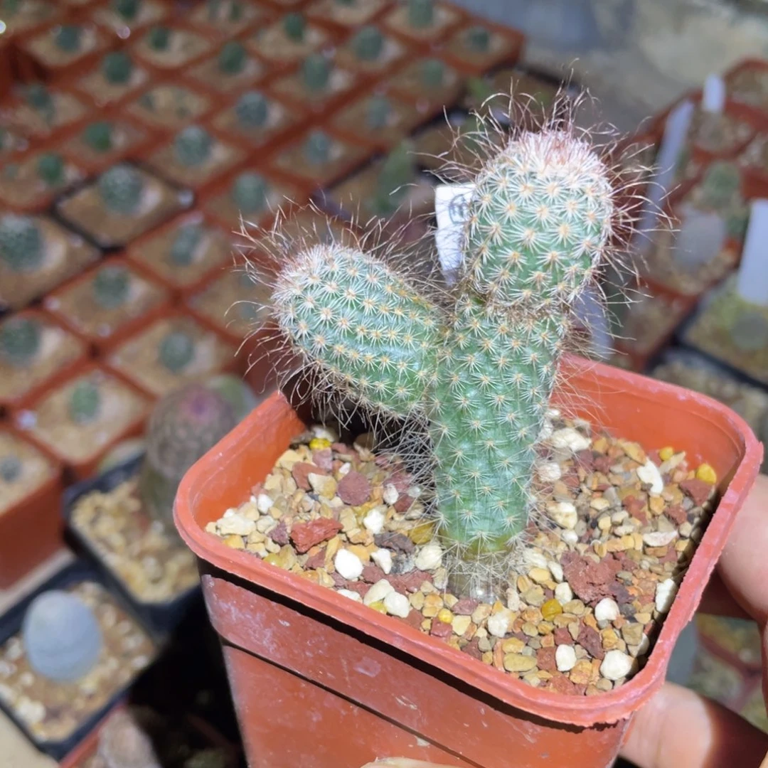 小型蛾灯鹿角柱属