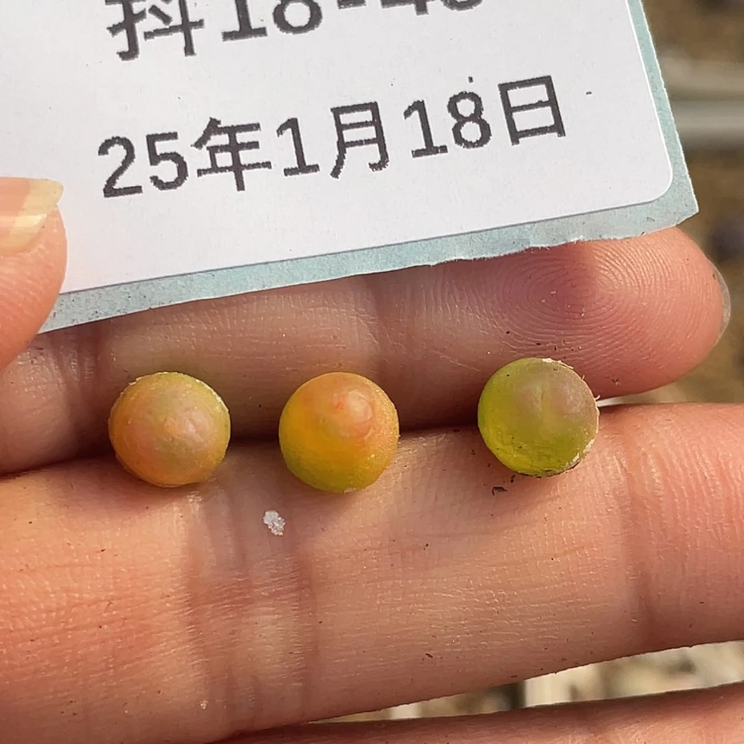 18-49拉登多肉植物