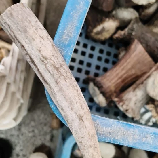鹰***睛鹿角鹿角鹿角鹿角鹿角鹿角
