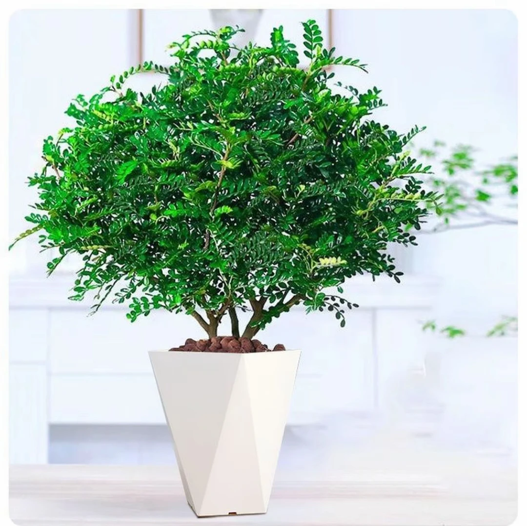 h清香木胡椒木盆栽花卉四季常青好养可驱蚊净化空气