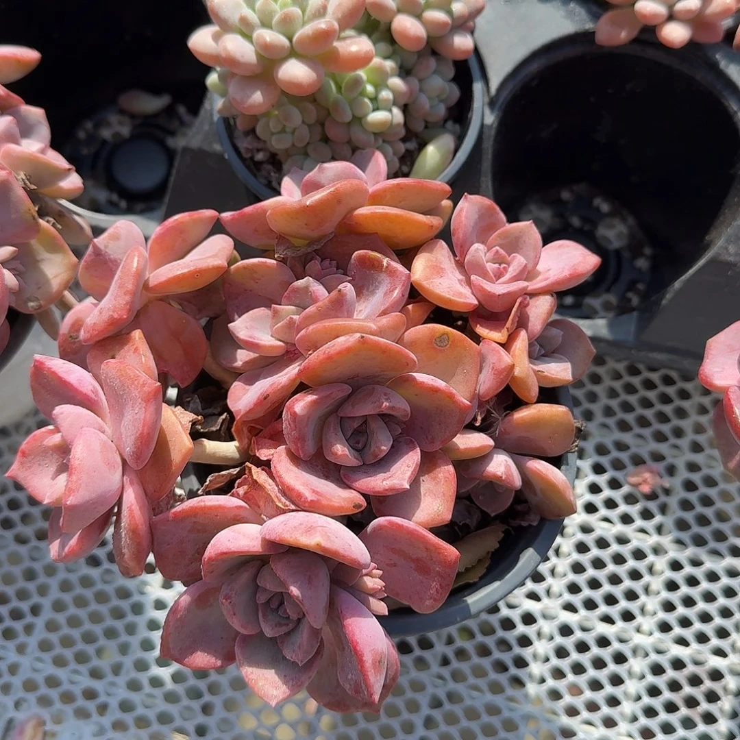 彩虹糖多肉植物精品