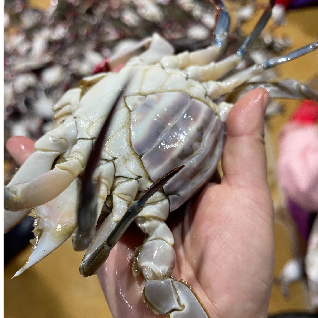 【保鲜不保活】美味鲜活中母蟹东港小船梭子飞蟹顺丰3斤7-9只左右两