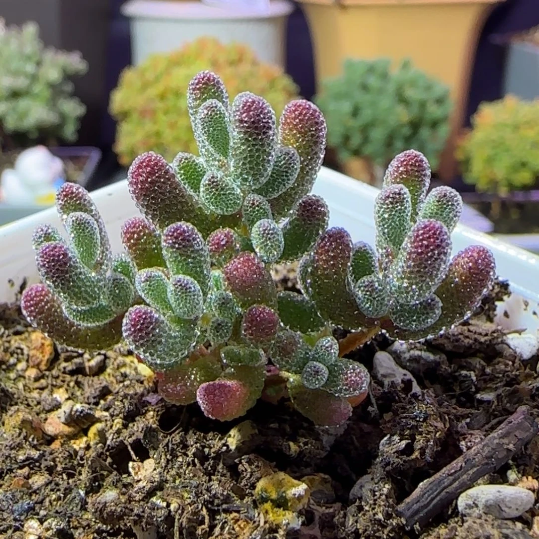 dy1161紫冰晶实生