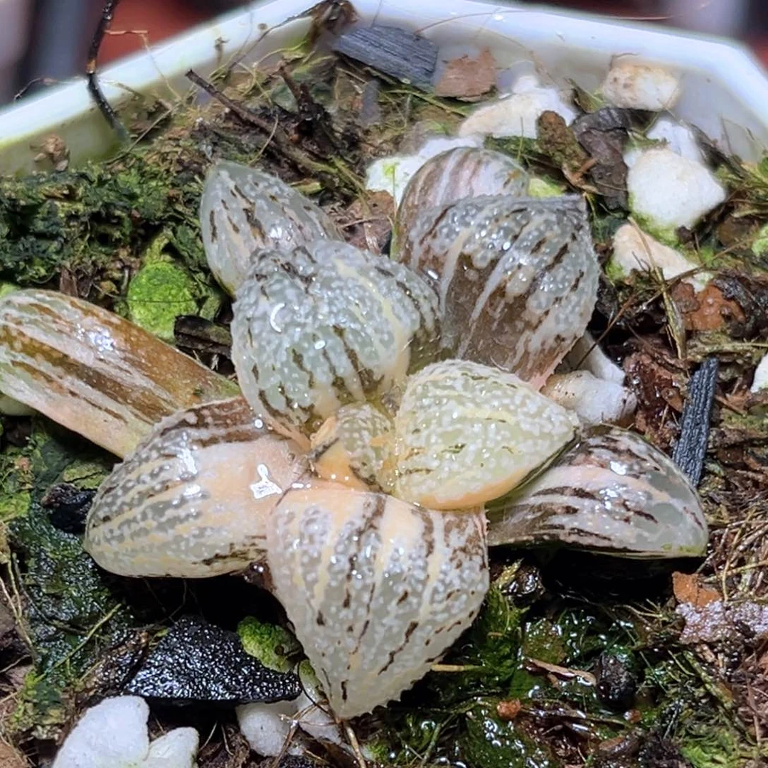 恭喜发财大吉大利1015