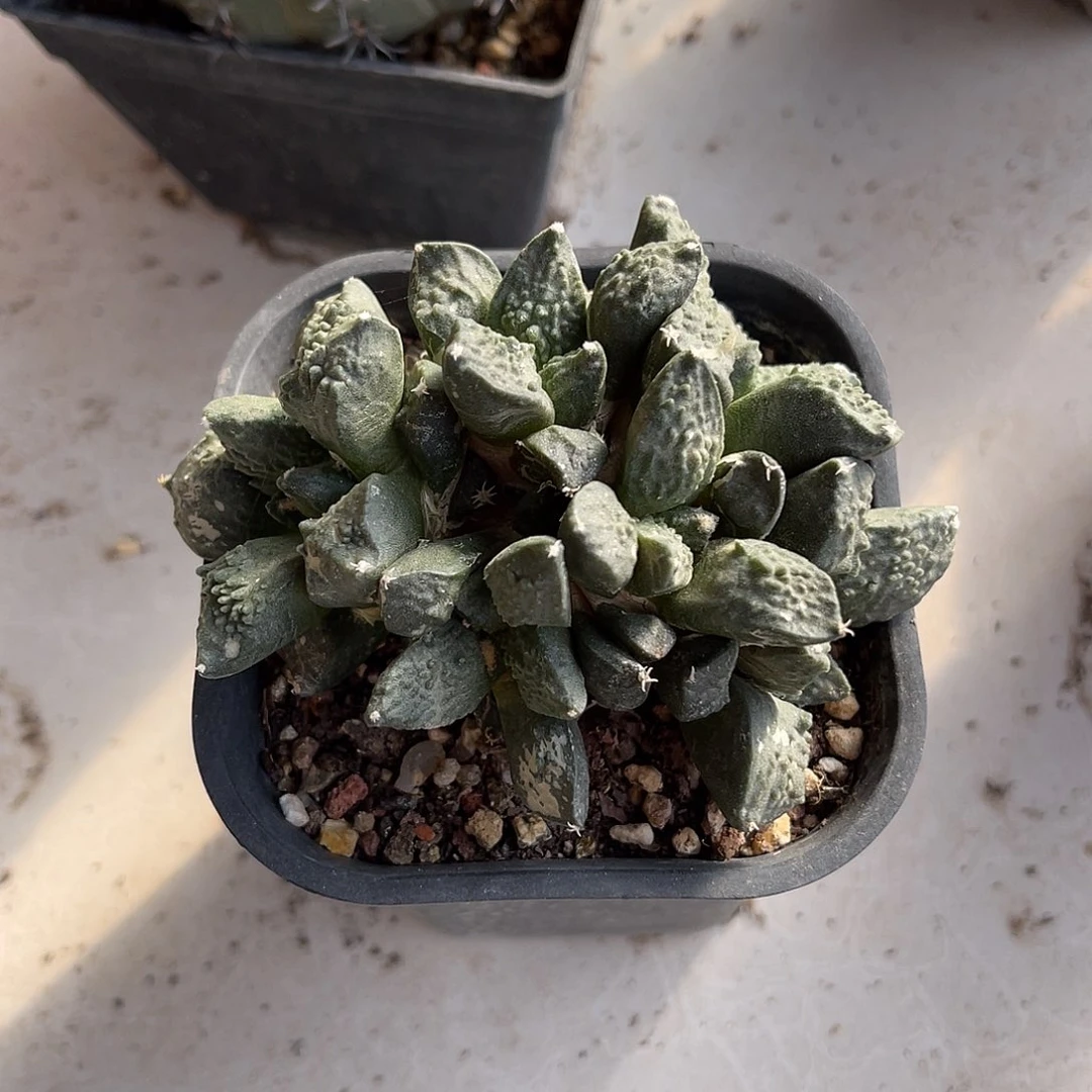 牡丹大群一物一拍